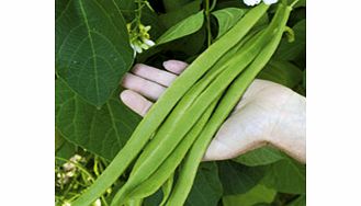 Unbranded Runner Bean Seeds - Moonlight