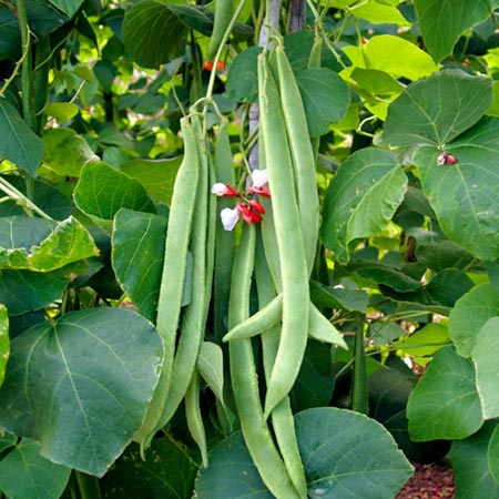 Unbranded Runner Bean St George Seeds Average Seeds 35