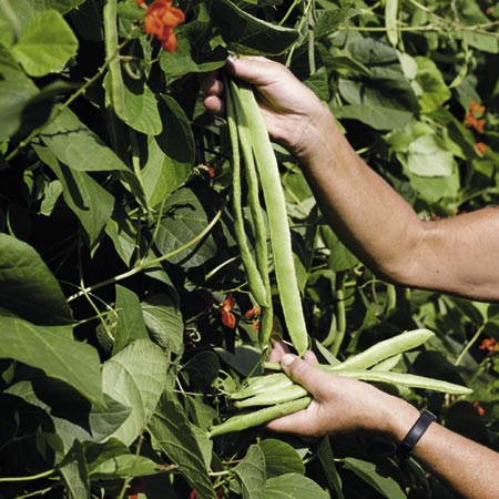 Unbranded Runner Bean Streamline Seeds Average Seeds 65