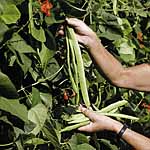 Unbranded Runner Bean Streamline Seeds