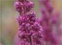   Slender spires of bright rose-pink flowers openi