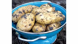 Unbranded Salad Potatoes Taster Collection