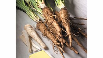 Unbranded Salsify Seeds