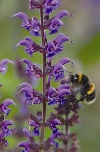 Unbranded Salvia East Friesland x 1 litre