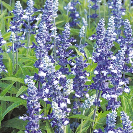 Unbranded Salvia Farinacea Fairy Queen Seeds Average Seeds