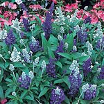 Unbranded Salvia Farinacea Seascape Mixed Seeds 423052.htm