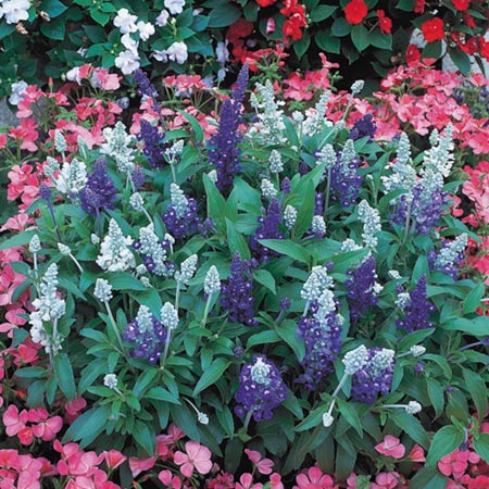 Unbranded Salvia Farinacea Seascape Mixed Seeds Average