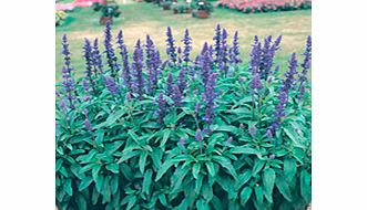 Unbranded Salvia farinacea Seeds - Victoria