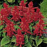 Unbranded Salvia Firecracker Easiplants