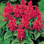 Unbranded Salvia Firecracker Plants 457121.htm