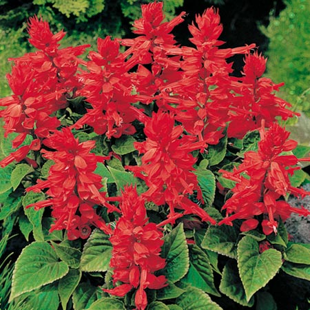 Unbranded Salvia Firecracker Plants Pack of 150 Miniplants