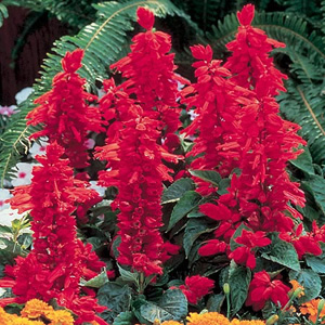 Unbranded Salvia Flare Seeds