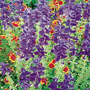 Unbranded Salvia Horminum Blue Denim Seeds