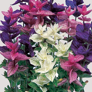 Unbranded Salvia Horminum Clary Seeds