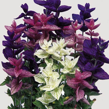 Unbranded Salvia Horminum Colour Blend Seeds Average Seeds