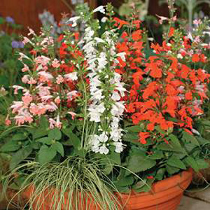 Unbranded Salvia Hummingbird Mix Seeds