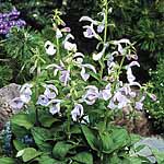 Unbranded Salvia patens Patio Rose Plants 402691.htm