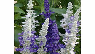 Unbranded Salvia Plants - Seascape