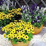 Unbranded Salvia Seascape Garden Ready Plants 479081.htm