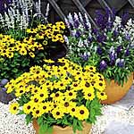 Unbranded Salvia Seascape Garden Ready Plants