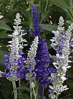 Unbranded Salvia Seascape Plants 450962.htm