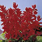 Unbranded Salvia Splendens Blaze Of Fire Seeds 422707.htm