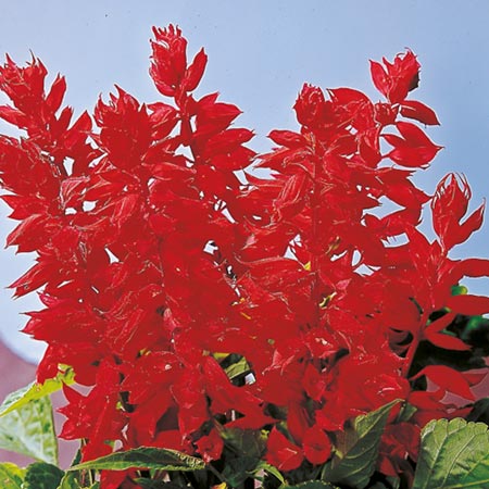 Unbranded Salvia Splendens Blaze Of Fire Seeds Average