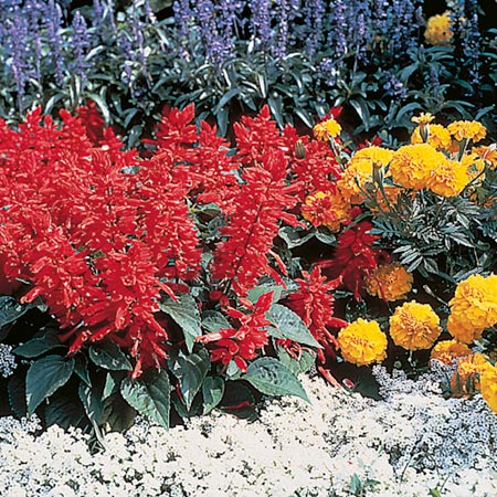 Unbranded Salvia Splendens Firecracker Seeds - Twin Pack