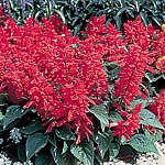 Unbranded Salvia Splendens Firecracker Seeds 422723.htm