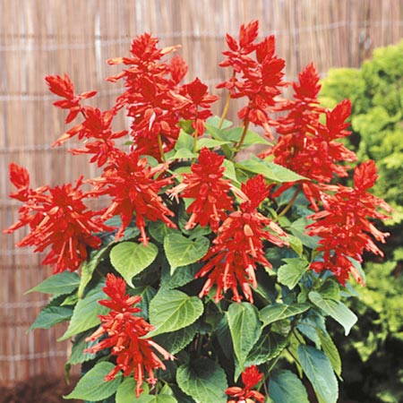 Unbranded Salvia Splendens Lighthouse Seeds Average Seeds 70