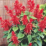 Unbranded Salvia Splendens Lighthouse Seeds