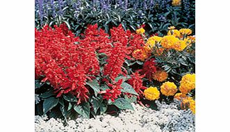 Unbranded Salvia splendens Seeds - Firecracker