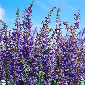 Unbranded Salvia Transylvanica Seeds