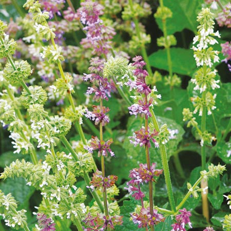 Unbranded Salvia verticillata Fairytale Mixed Seeds