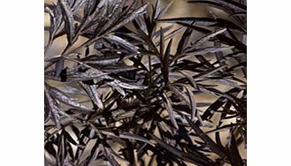 Unbranded Sambucus Plant - nigra Black Lace