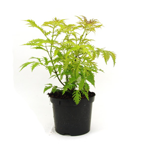 Unbranded Sambucus racemosa Sutherland Gold - Red-Berried