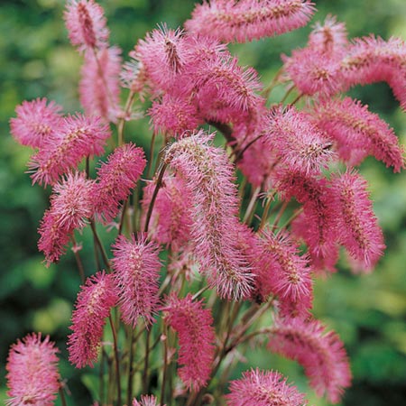 Unbranded Sanguisorba Obtusa Plants Pack of 3 Potted Plants