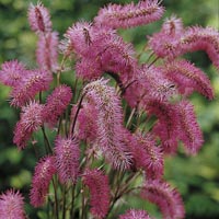 Unbranded Sanguisorba Obtusa