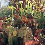 Unbranded Sarracenia Mixed Seeds 423613.htm