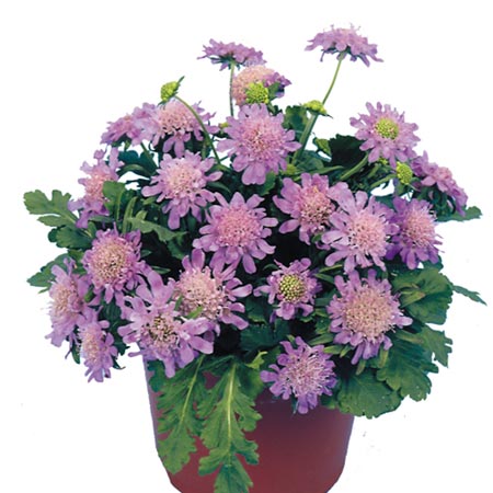 Unbranded Scabiosa Alpina Blue Diamonds Seeds Average