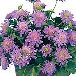 Scabiosa Alpina Blue Diamonds Seeds