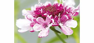 Unbranded Scabiosa Plant - Burgundy Bonnets