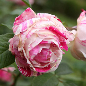 Unbranded Scentimental - Hybrid Tea Rose (pre-order now)