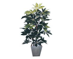 Unbranded Schefflera tree