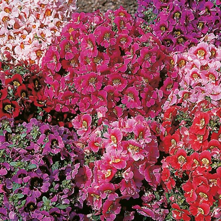 Unbranded Schizanthus Star Parade Seeds Average Seeds 120