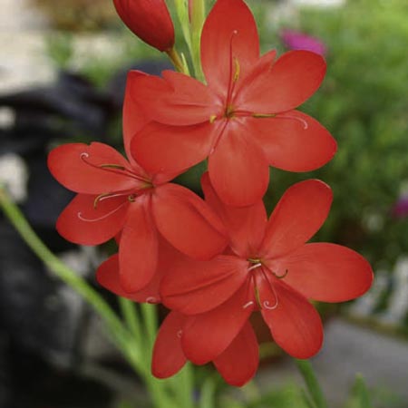 Unbranded Schizostylis Major Plants Pack of 3 Pot Ready