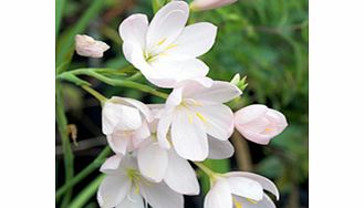 Unbranded Schizostylis Plant - Pink Princess