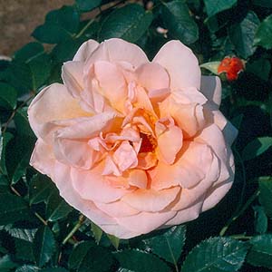 Unbranded Schoolgirl - Climbing Rose