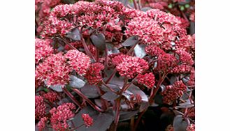 Unbranded Sedum Plant - Purple Emperor