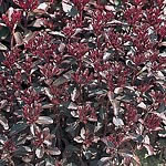 Unbranded Sedum Spurium Voodoo Seeds 428297.htm